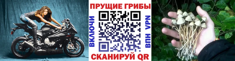 где можно купить   Шуя  Галлюциногенные грибы MAGIC MUSHROOMS 